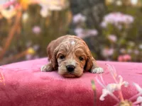 Finn, a male Cockapoo for sale in Manchester, TN – 8 of 10