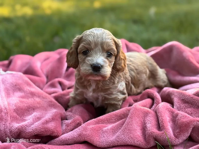 Finn – Cockapoo puppy for sale in Manchester, TN