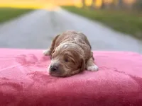 Finn, a male Cockapoo for sale in Manchester, TN – Photo 2 of 3