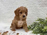 Finn, a male Cockapoo for sale in Manchester, TN – 3 of 10