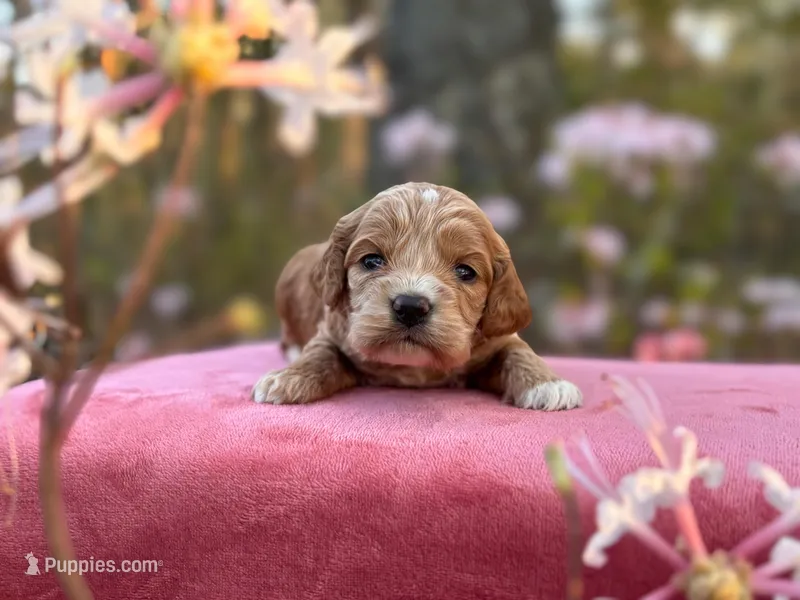 Finn – Cockapoo puppy for sale in Manchester, TN
