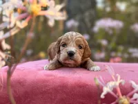 Finn, a male Cockapoo for sale in Manchester, TN – 7 of 10
