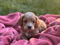 Finn, a male Cockapoo for sale in Manchester, TN – 5 of 10