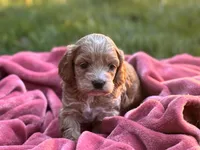Finn, a male Cockapoo for sale in Manchester, TN – 6 of 10