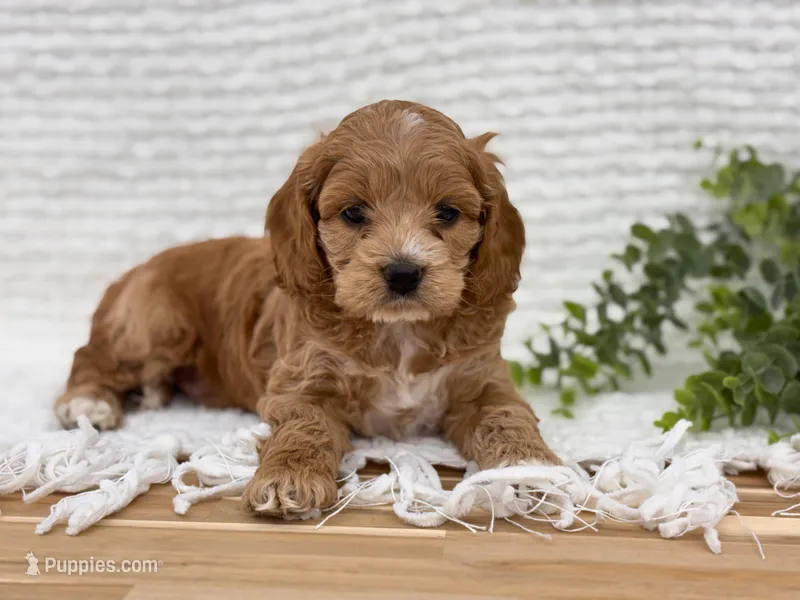 Finn – Cockapoo puppy for sale in Manchester, TN