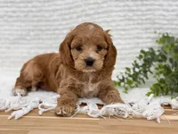 Finn, a male Cockapoo for sale in Manchester, TN – 1 of 10