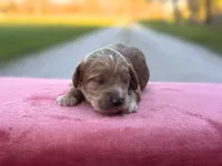 Finn, a male Cockapoo for sale in Manchester, TN – Photo 3 of 3