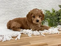 Finn, a male Cockapoo for sale in Manchester, TN – 2 of 10