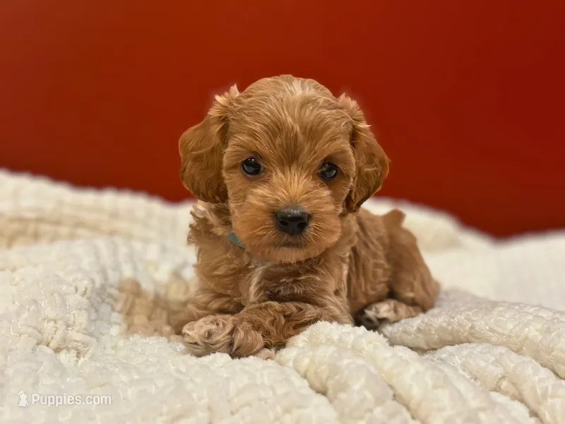 Lewis – Cockapoo puppy for sale in Manchester, TN