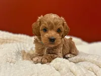 Lewis ( Sale $200 off ), a male Cockapoo for sale in Manchester, TN – 7 of 10