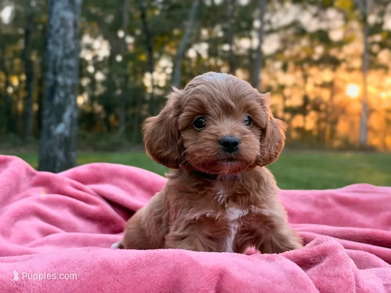 Evie – Cockapoo puppy for sale in Manchester, TN