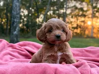Evie ( Sale of $200 off ), a female Cockapoo for sale in Manchester, TN – 4 of 10