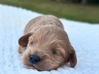 Benny, a male Cockapoo for sale in Manchester, TN – 1 of 5