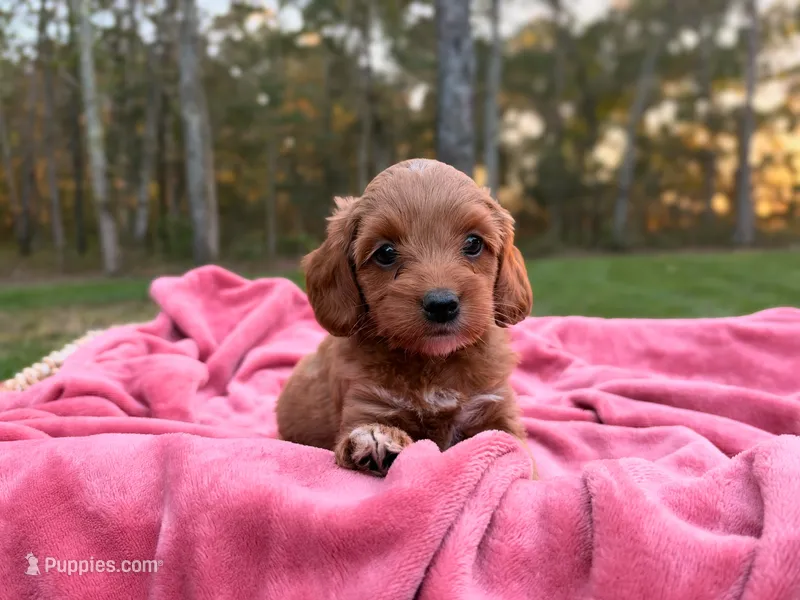 Tessa – Cockapoo puppy for sale in Manchester, TN