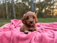 Tessa ( Sale $200 off ), a female Cockapoo for sale in Manchester, TN – 4 of 10