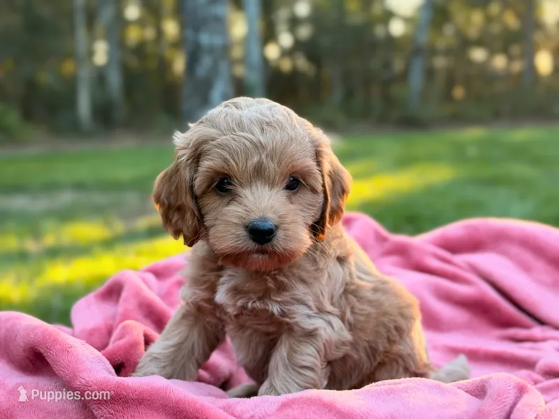 Lewis – Cockapoo puppy for sale in Manchester, TN