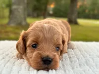 Lillian ( Sale $200 off ), a female Cockapoo for sale in Manchester, TN – 7 of 9