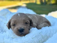 Lillian, a female Cockapoo for sale in Manchester, TN – 2 of 5