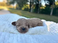 Lewis, a male Cockapoo for sale in Manchester, TN – 2 of 5