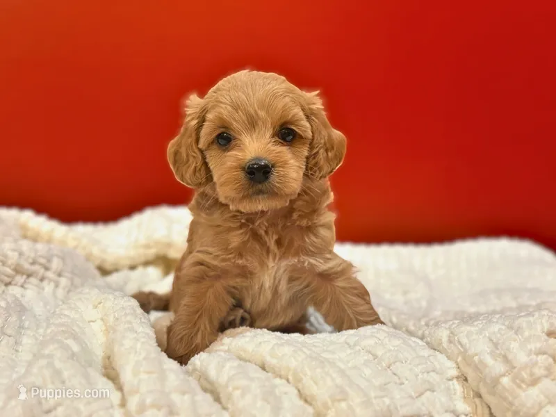 Benny – Cockapoo puppy for sale in Manchester, TN