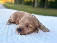 Benny, a male Cockapoo for sale in Manchester, TN – 2 of 5