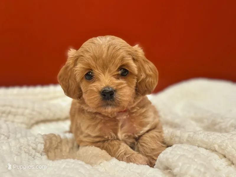 Lillian – Cockapoo puppy for sale in Manchester, TN