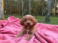 Evie ( Sale of $200 off ), a female Cockapoo for sale in Manchester, TN – 5 of 10