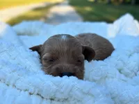 Louie, a female Cockapoo for sale in Manchester, TN – 3 of 5