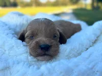 Louie, a female Cockapoo for sale in Manchester, TN – 2 of 5