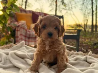 Lewis ( Sale $200 off ), a male Cockapoo for sale in Manchester, TN – 2 of 10