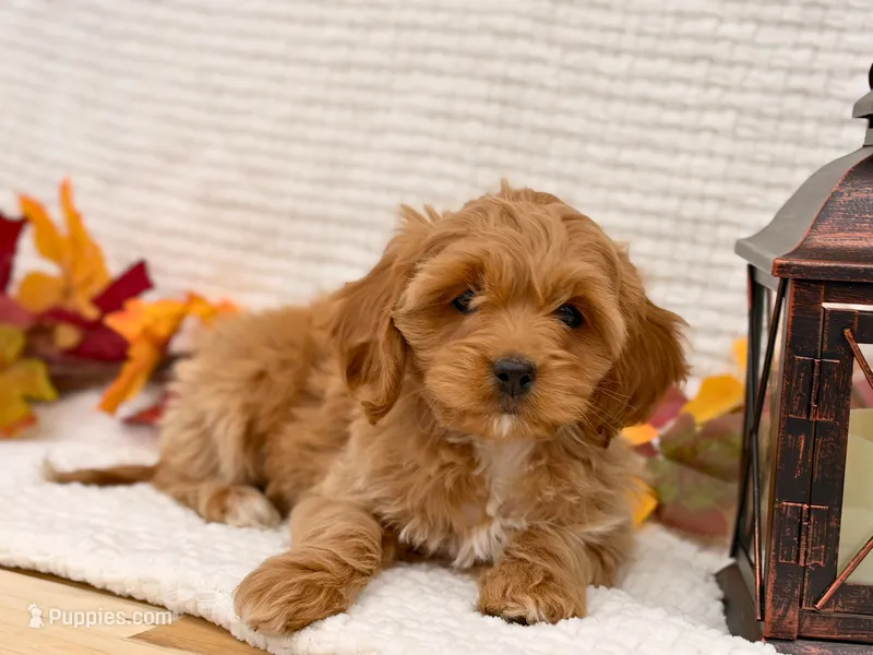 Lillian ( Running a  Sale of $200 off ) – Cockapoo puppy for sale in Manchester, TN