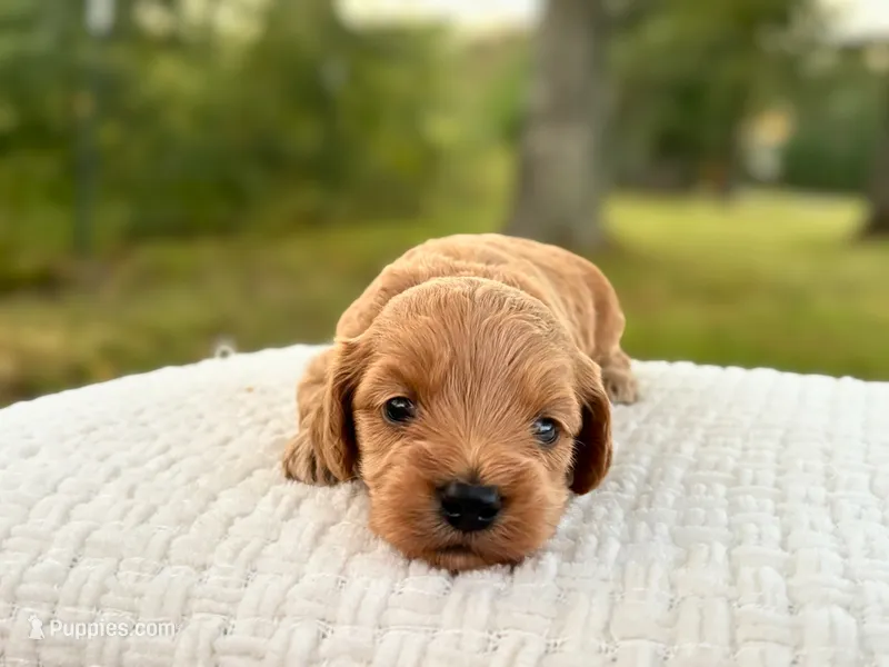 Benny – Cockapoo puppy for sale in Manchester, TN