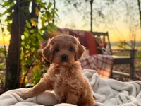Lillian ( Sale $200 off ), a female Cockapoo for sale in Manchester, TN – 3 of 9