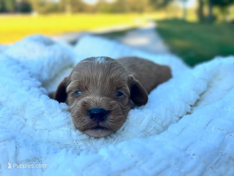 Louie – Cockapoo puppy for sale in Manchester, TN