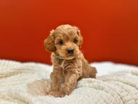 Lewis ( Sale $200 off ), a male Cockapoo for sale in Manchester, TN – 8 of 10