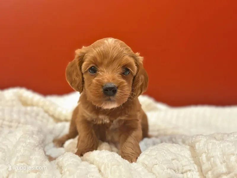Tessa – Cockapoo puppy for sale in Manchester, TN