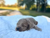 Lewis, a male Cockapoo for sale in Manchester, TN – 3 of 5