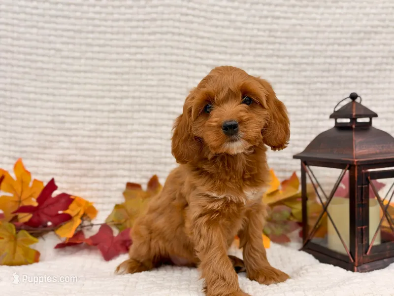 Tessa ( Running a Sale of $200 off ) – Cockapoo puppy for sale in Manchester, TN