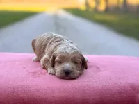 Tally, a female Cockapoo for sale in Manchester, TN – Photo 2 of 5