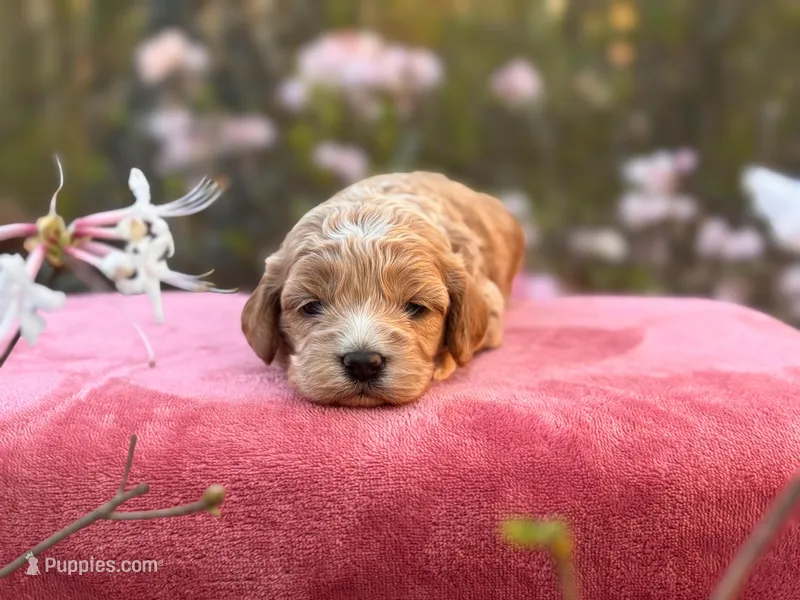 Tally – Cockapoo puppy for sale in Manchester, TN