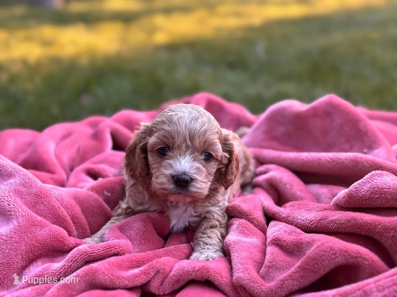 Tally – Cockapoo puppy for sale in Manchester, TN