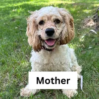 Tally, a female Cockapoo for sale in Manchester, TN – Photo 4 of 5