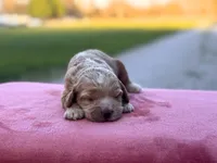 Tally, a female Cockapoo for sale in Manchester, TN – Photo 3 of 5