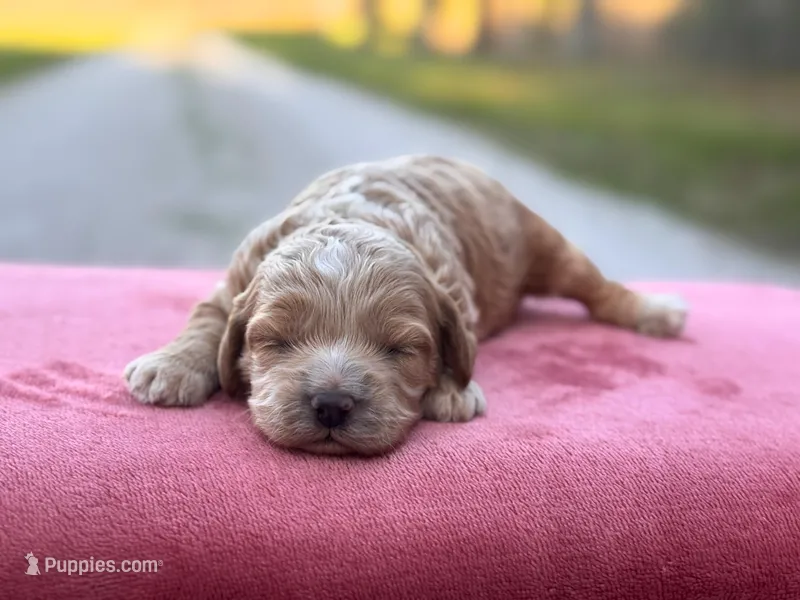 Tally – Cockapoo puppy for sale in Manchester, TN