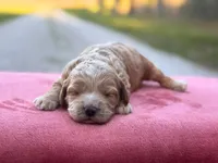 Tally, a female Cockapoo for sale in Manchester, TN – Photo 1 of 5