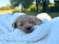 Lillian, a female Cockapoo for sale in Manchester, TN – 3 of 5