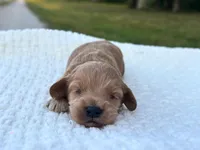Benny, a male Cockapoo for sale in Manchester, TN – 3 of 5