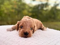 Lewis ( Sale $200 off ), a male Cockapoo for sale in Manchester, TN – 9 of 10