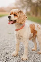 Lewis, a male Cockapoo for sale in Manchester, TN – 4 of 5