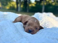 Tessa, a female Cockapoo for sale in Manchester, TN – 3 of 5